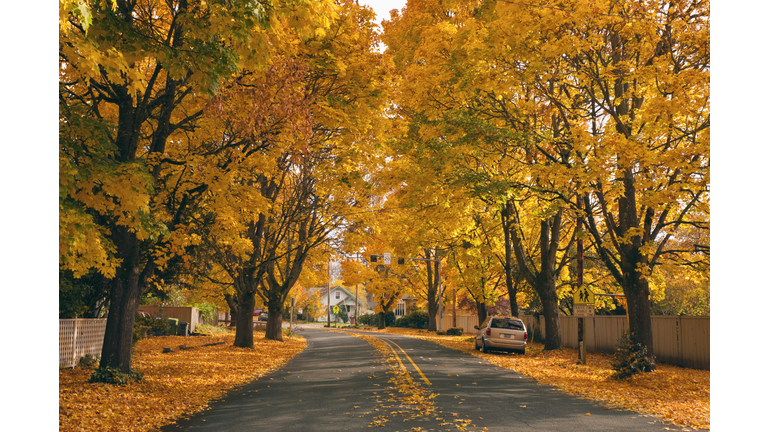 USA, Oregon, Salem, treelined autumn lane