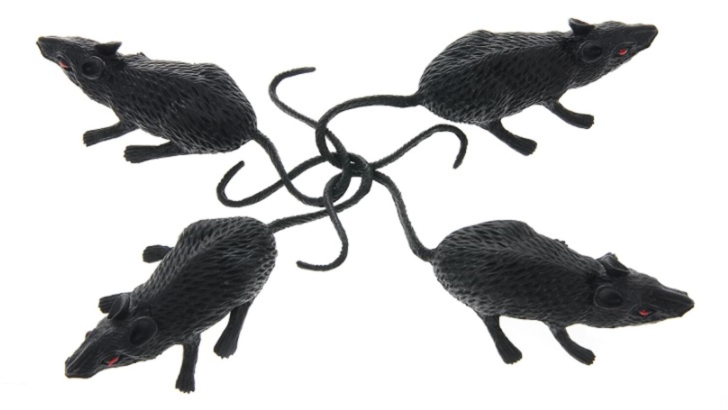 A Rat King'  Rat king, Rats, Deformed animals