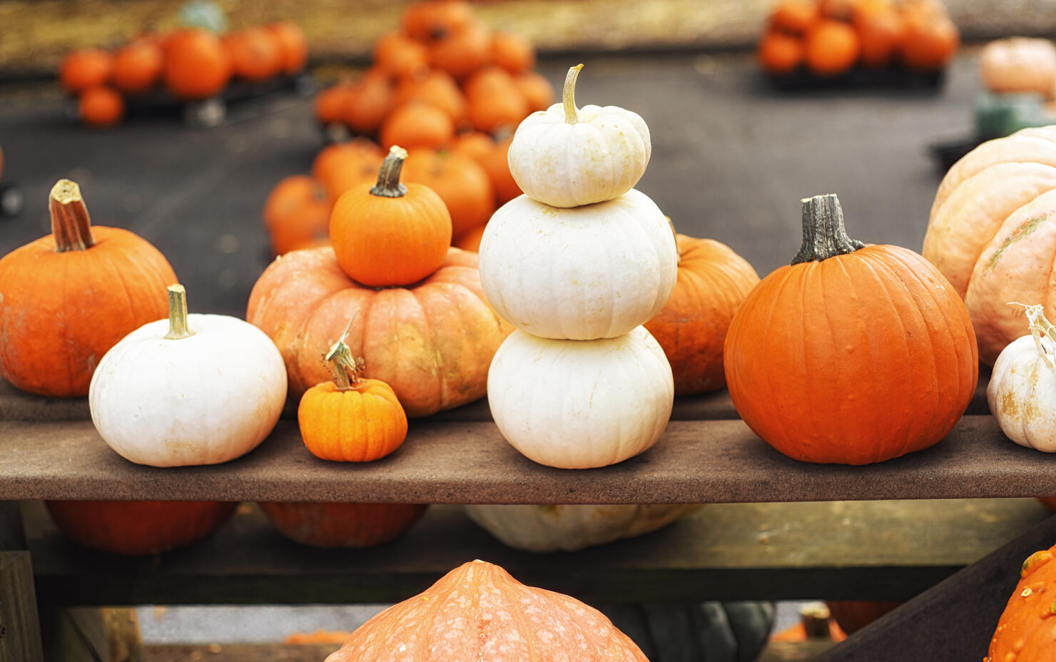 Assortment of fresh pumpkins