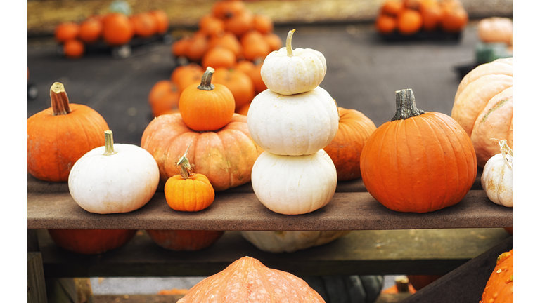 Assortment of fresh pumpkins
