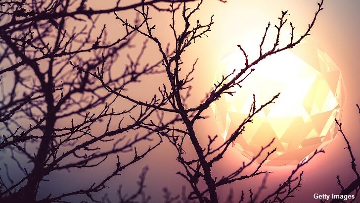 NIDS / Florida Swamp Ape