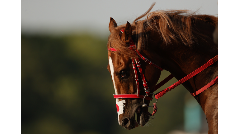 153rd Belmont Stakes