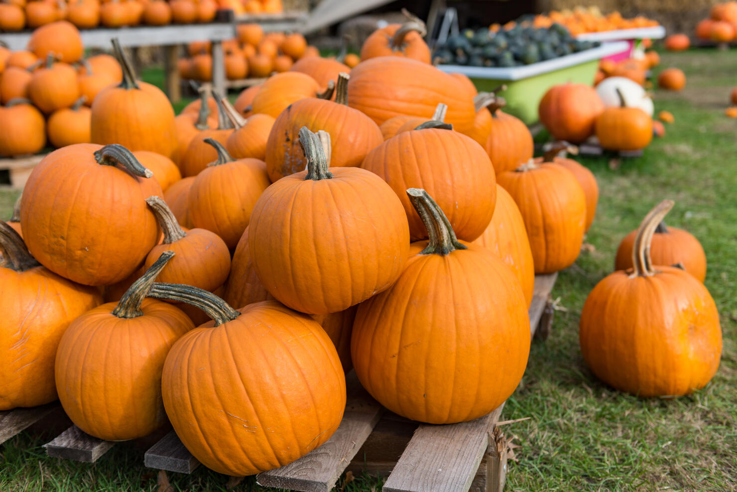 Pumpkin display for Halloween