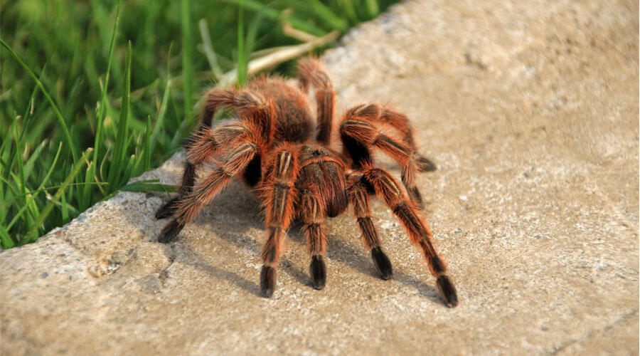 Where To See The Great Tarantula Migration In Colorado iHeart