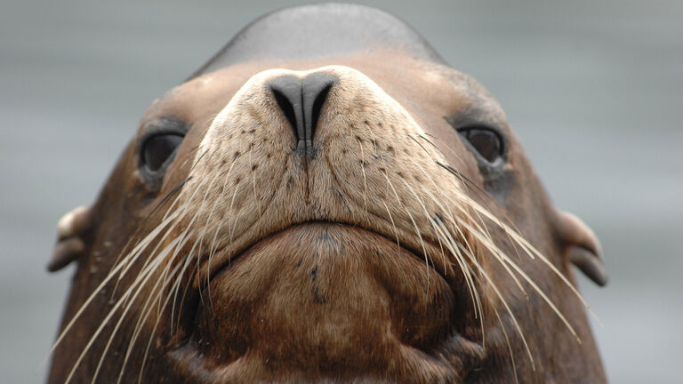 Sea Lion