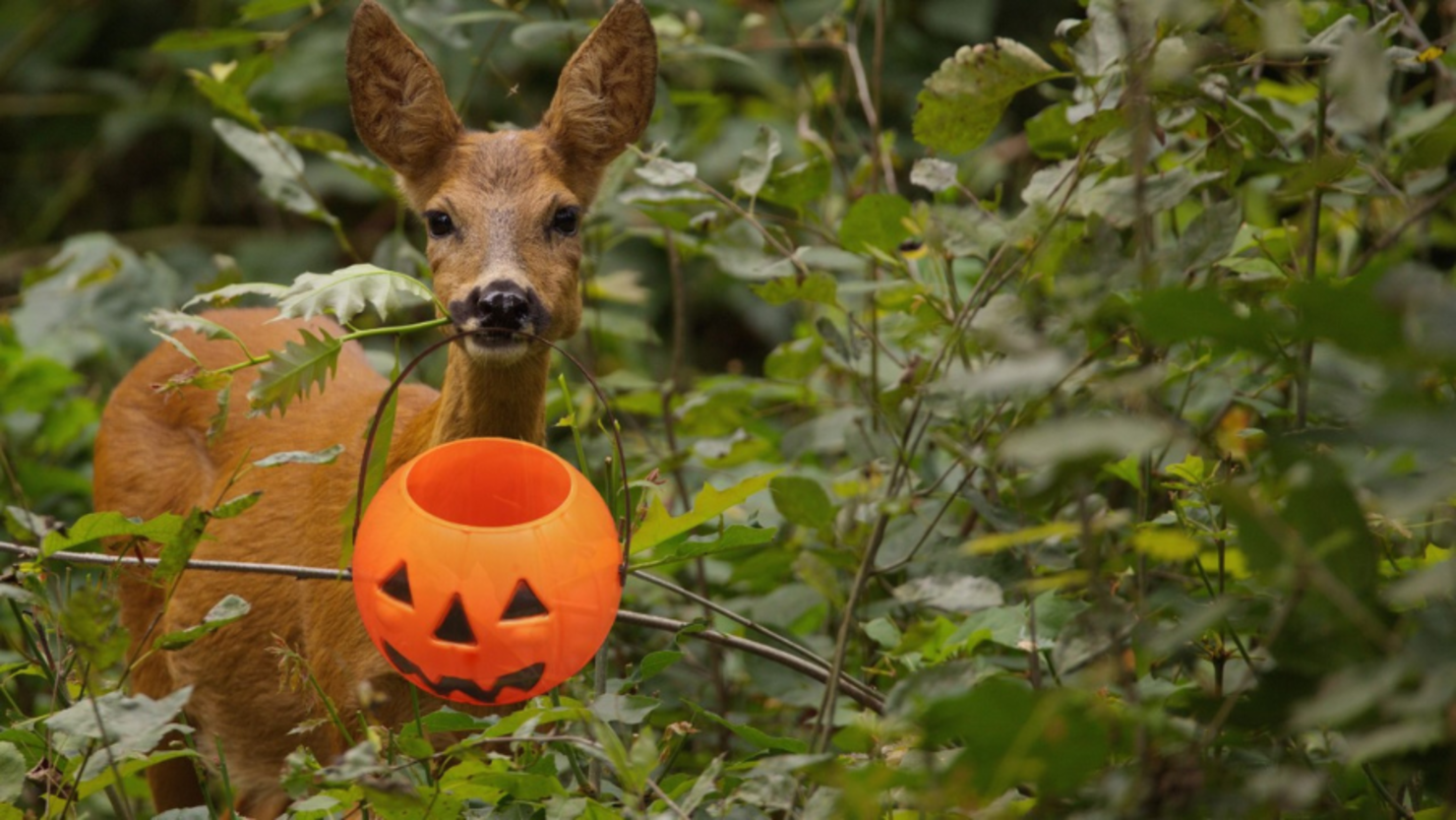 Wisconsin Deer Ready To Trick Or Treat, Gets Head Stuck In JackO