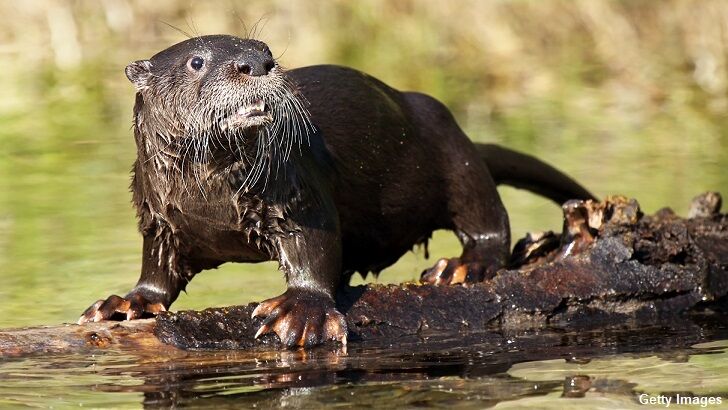 Ornery Otters Attack Man in Singapore