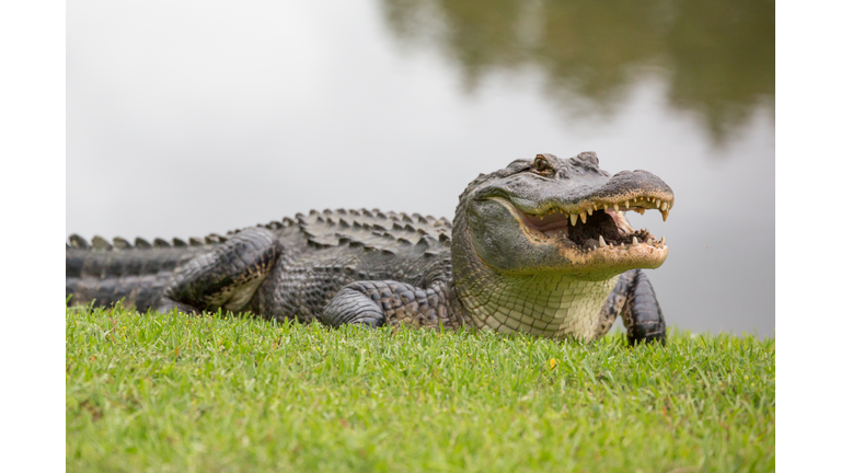 The Ferocious Gator