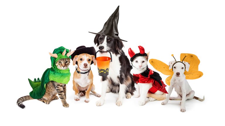 Row of Cats and Dogs in Halloween Costumes