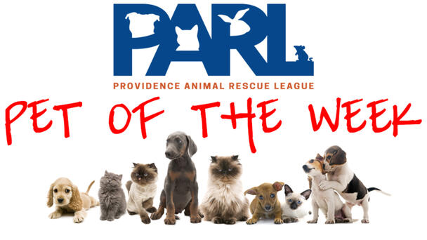 Meet Our Providence Animal Rescue League Pet of the Week! 
