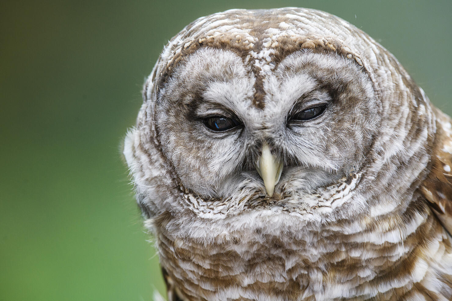 Beautiful Close Up of Barred Owl Head at John James Audubon Center, Pennsylvania