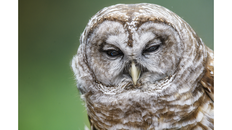 Beautiful Close Up of Barred Owl Head at John James Audubon Center, Pennsylvania