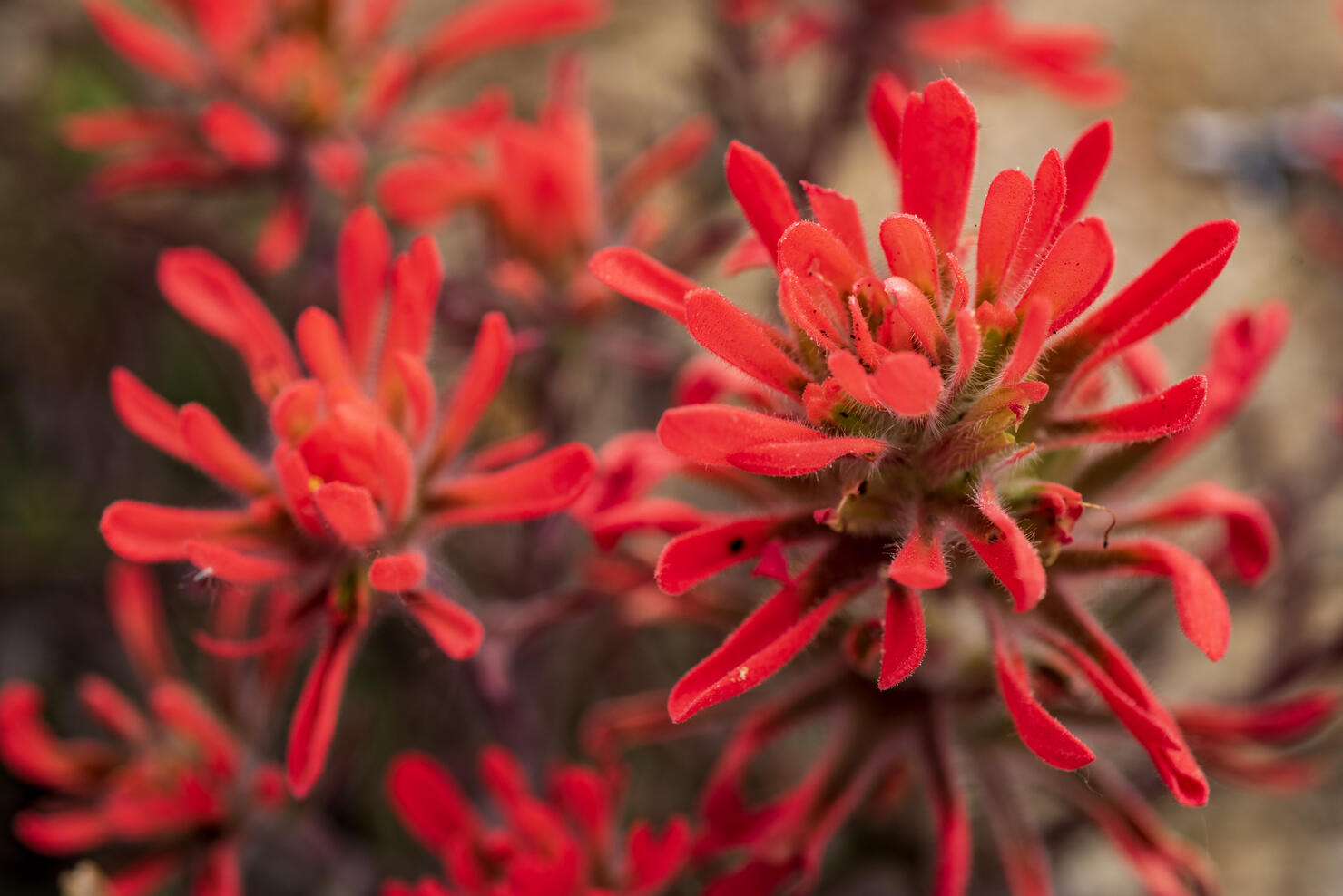 These 7 Flowers Are Native To San Diego iHeart