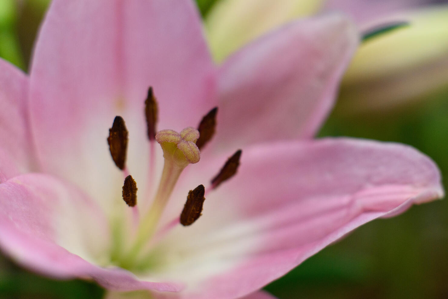 What Plants Are Native To San Diego