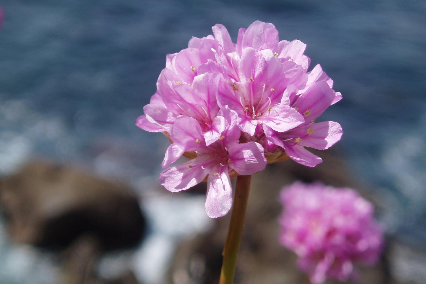 These 7 Flowers Are Native To San Diego iHeart