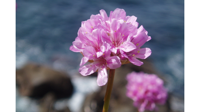 California Sea Pink (Armeria maritima)
