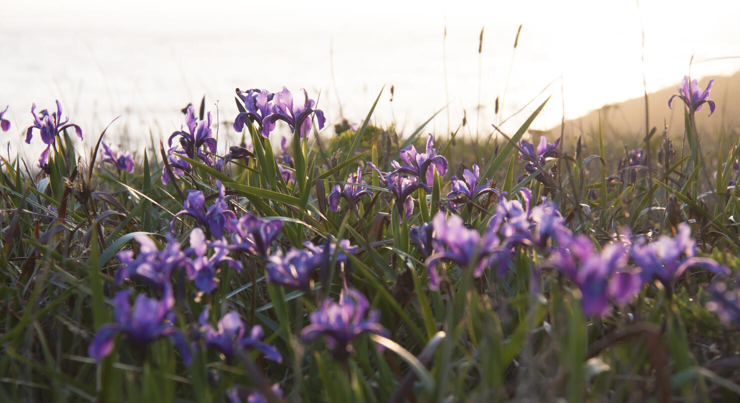 these-7-flowers-are-native-to-san-diego-iheart