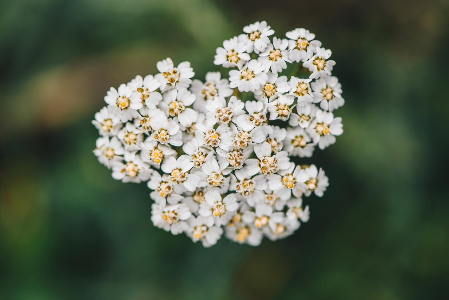 these-7-flowers-are-native-to-san-diego-iheart