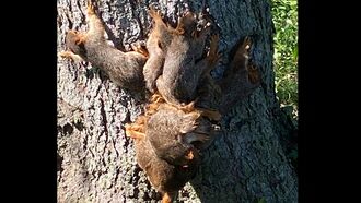 Cops in Michigan Save 'Squirrel King'