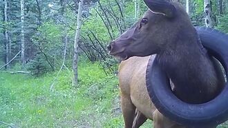 Wildlife Officials Free Elk From Tire Stuck Around Its Neck for Over Two Years