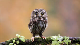 Alabama Rescued an OWL (copy)