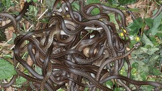 88 Rattlesnakes Removed From Beneath California Woman's Home