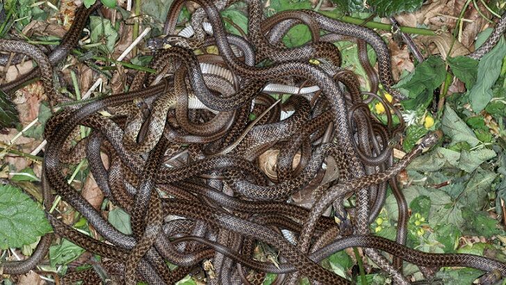 88 Rattlesnakes Removed From Beneath California Woman's Home