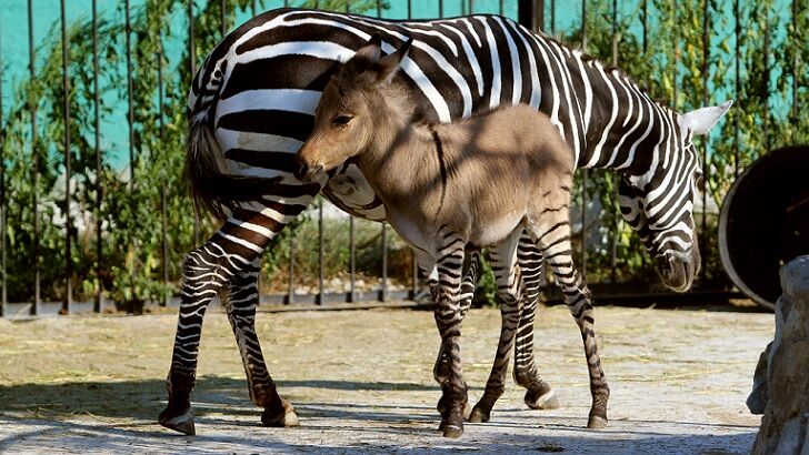 'Highly Unusual' Zonkey Born in Kenya