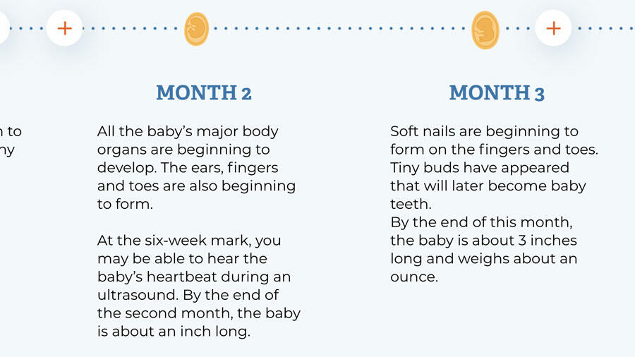Pregnancy Timeline