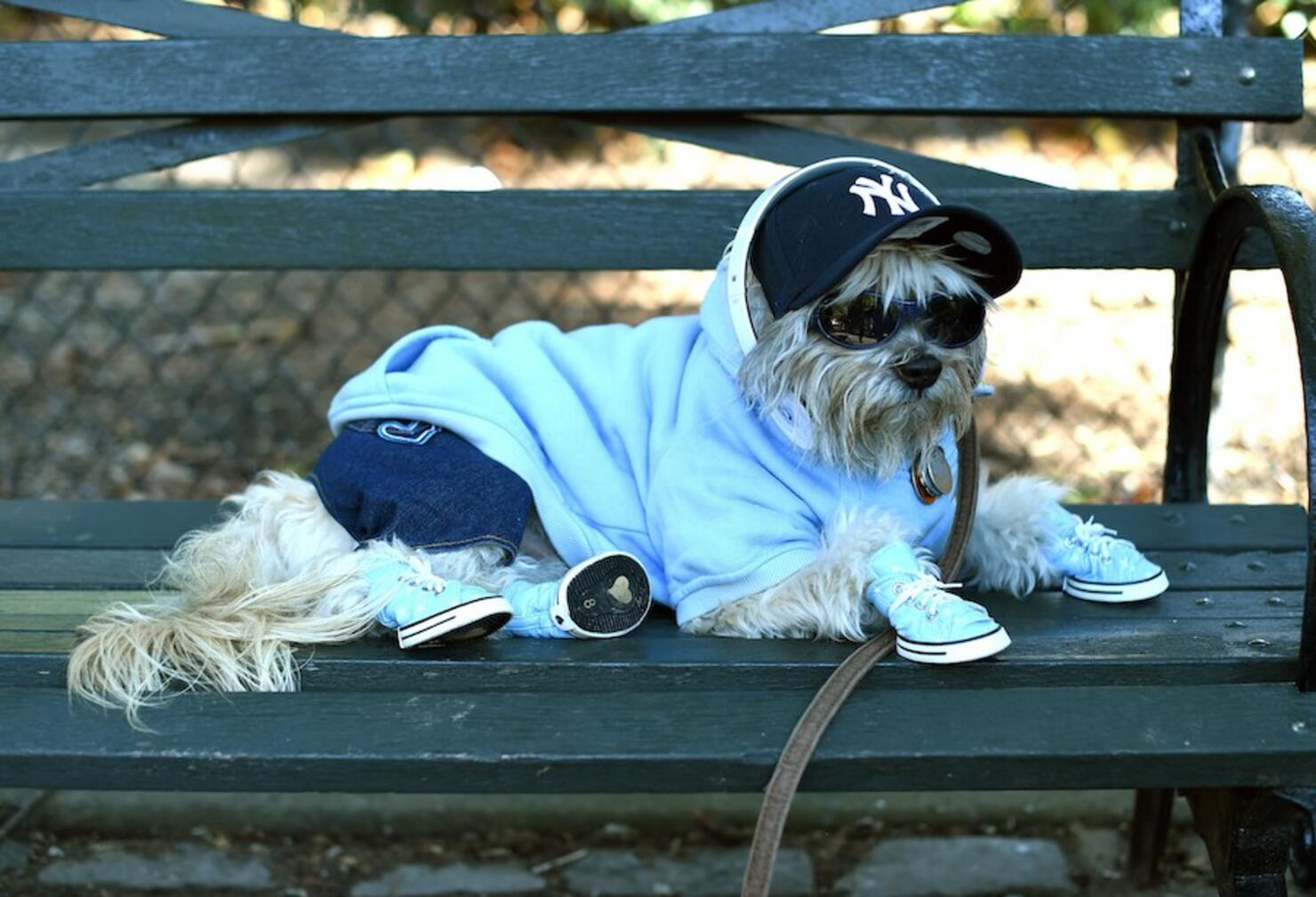 The Spookiest And Most Adorable Pet Costumes Ever