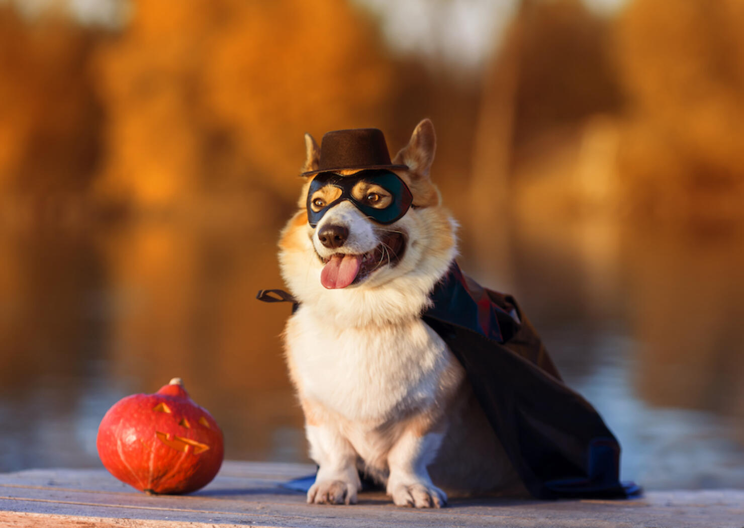 The Spookiest And Most Adorable Pet Costumes Ever