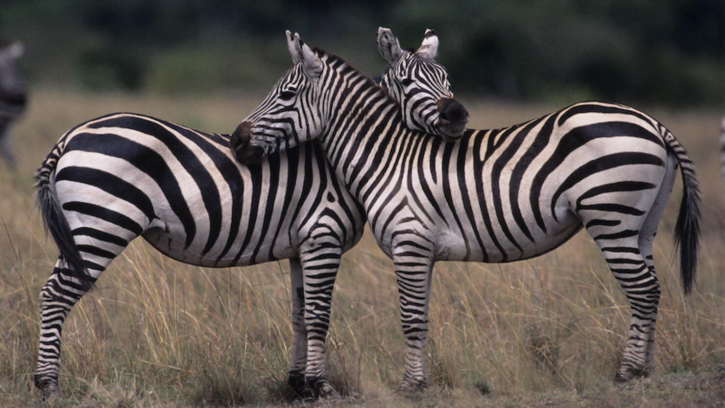 Two Burchell's zebras (Equus burchelli), face to face, Kenya