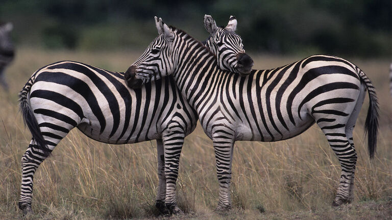 Two Burchell's zebras (Equus burchelli), face to face, Kenya