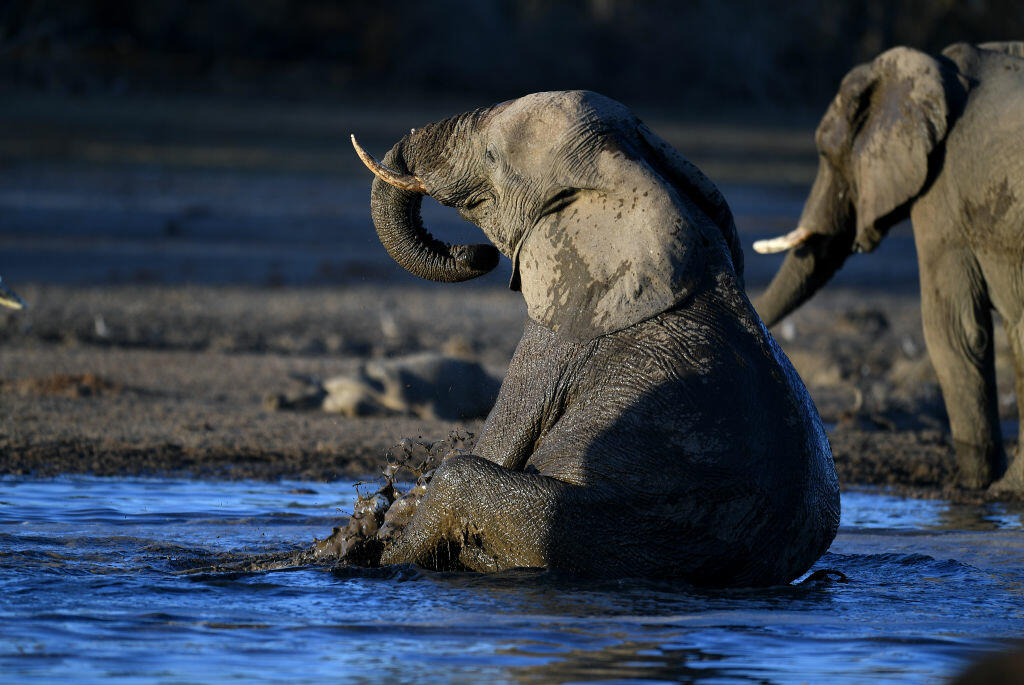 Watch Mama Elephant Stomp A Croc To Death For Chasing Her Baby