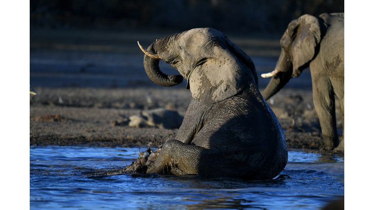 TOPSHOT-BOTSWANA-WILDLIFE-DROUGHT