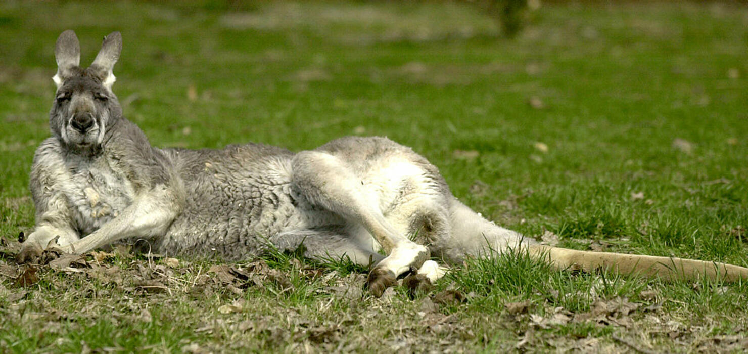 National Zoo Accreditation Delayed