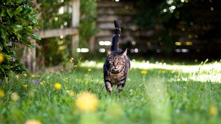Tabby cat on the lawn