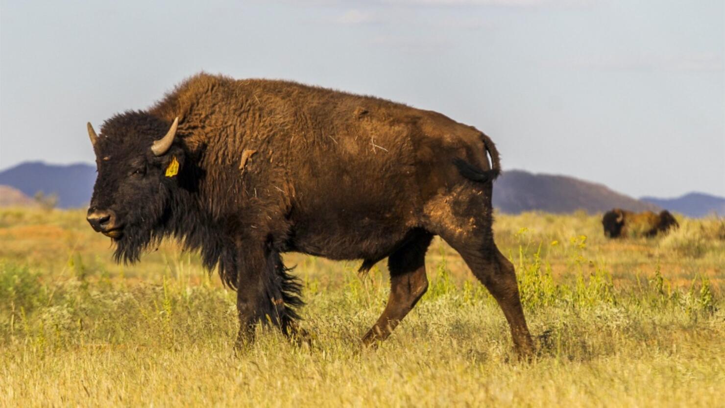 Бизон 14. Ранчо Буффало Мексика. American Bison. Скрещивались ли степные и Лесные бизоны?. Бизон фото животное сравнение с человеком.