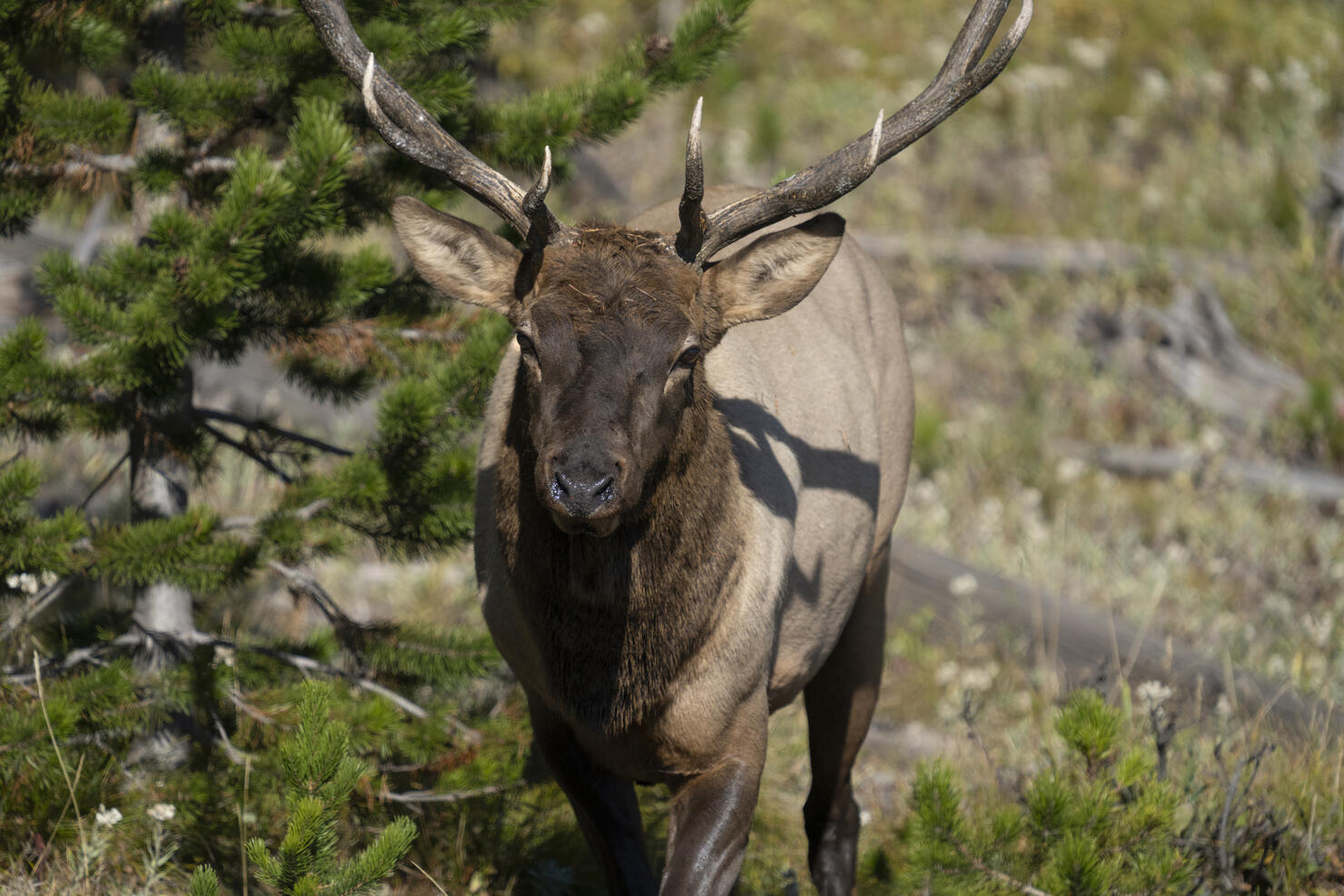 Bull Elk Walking toward Camera