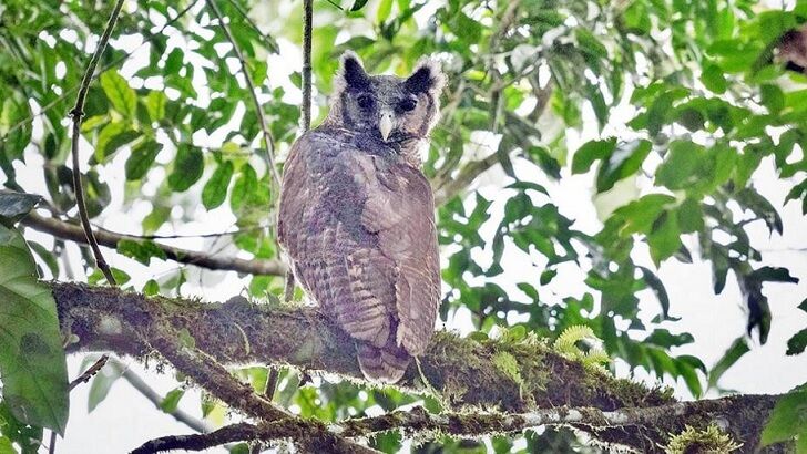 Elusive Owl Species Spotted in the Wild for the First Time in 150 Years