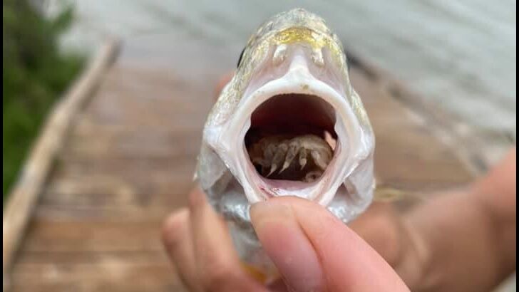 Nightmarish Tongue-Eating Parasite Found Living in Fish's Mouth