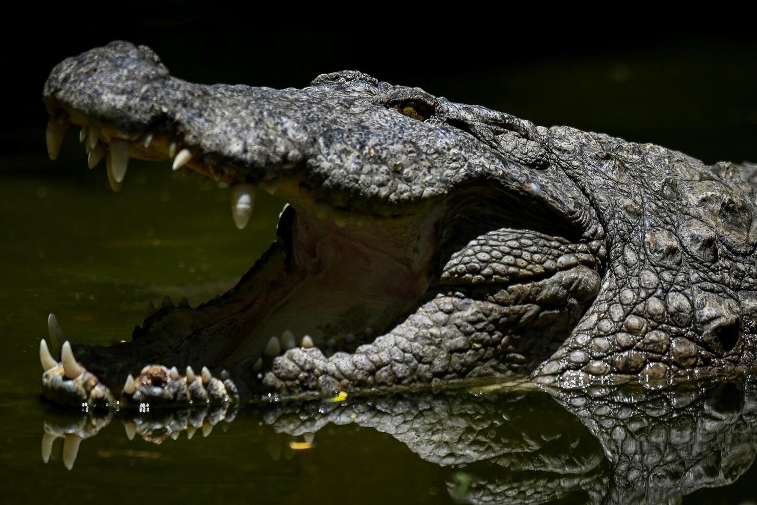 (Photo by ARUN SANKAR/AFP via Getty Images)