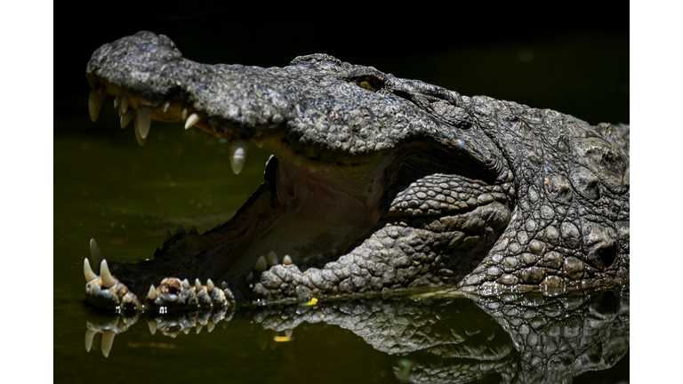 (Photo by ARUN SANKAR/AFP via Getty Images)