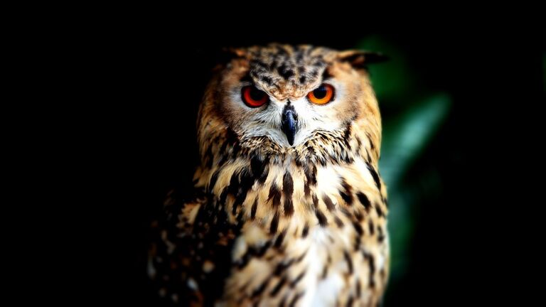 Eurasian Eagle Owl