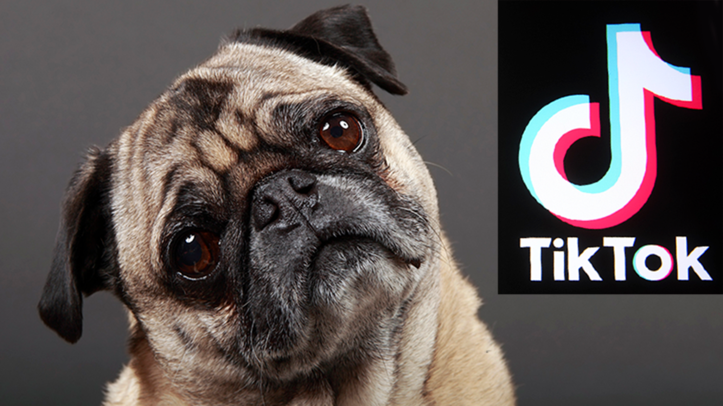 Dog Owners Warned About Dangerous TikTok Trend | iHeart