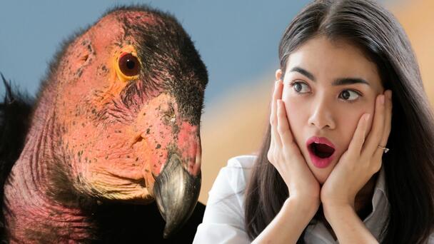 Shocking Fact About Condors Discovered By San Diego Zoo