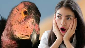 Shocking Fact About Condors Discovered By San Diego Zoo