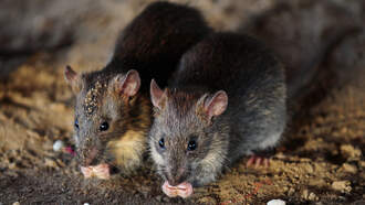 These North Carolina Cities Are Among The 'Rattiest' In The Country