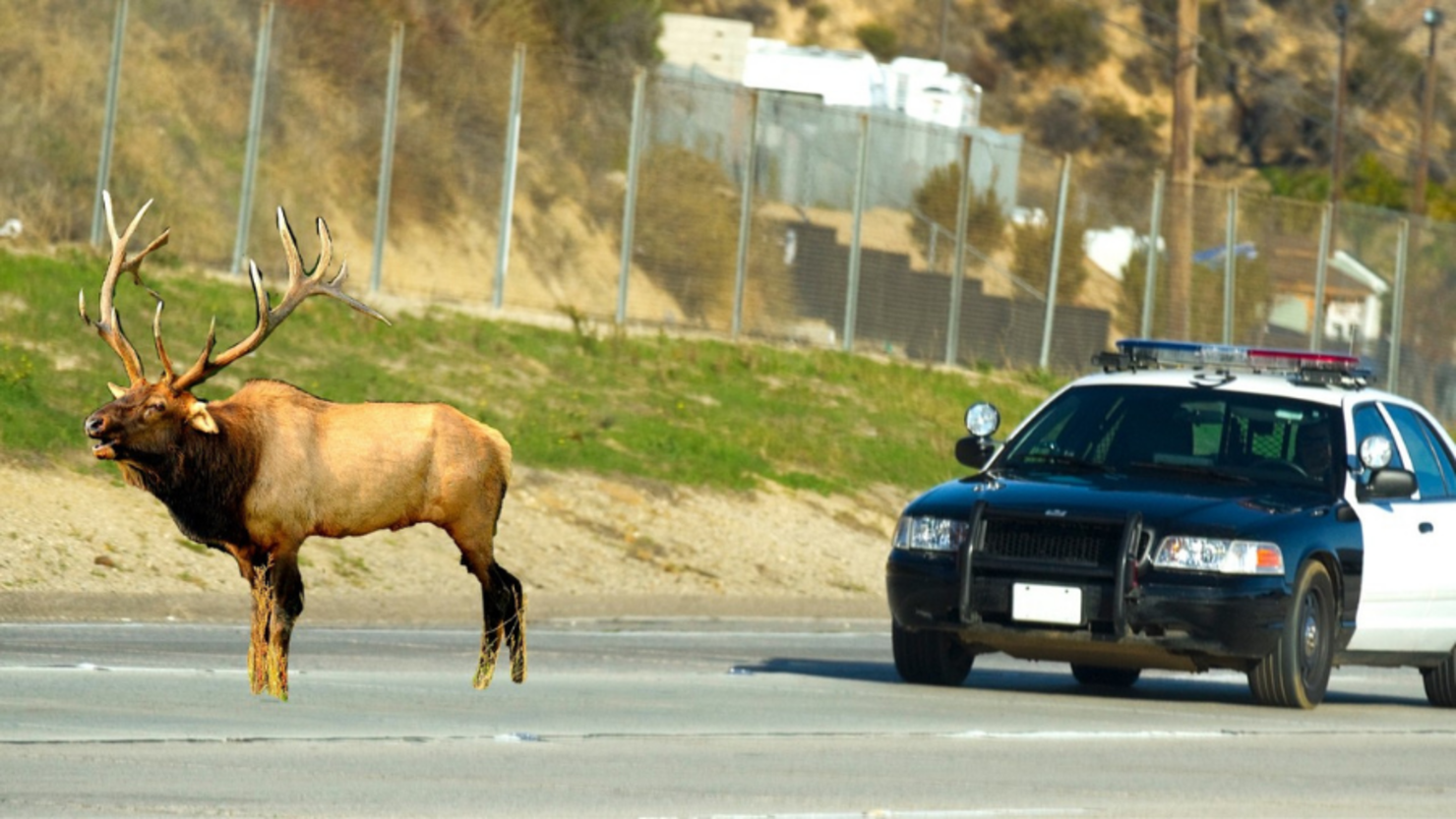 VIDEO: Elk Spotted On Wisconsin Road Receives Police Escort To Safety |  iHeart