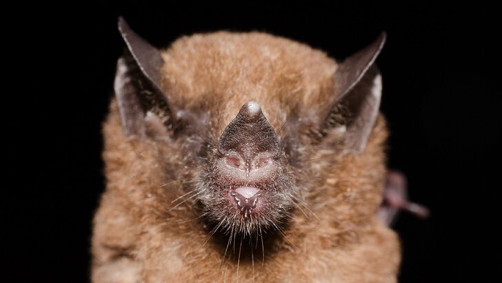 Bat Wins 'Bird of the Year' Contest in New Zealand